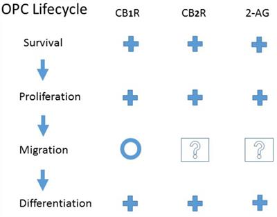 The Endocannabinoid System and Oligodendrocytes in Health and Disease